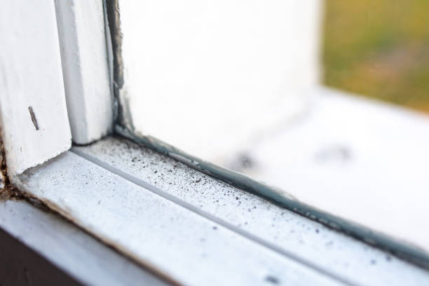 Best Mold-Related Health Consultation  in Black Forest, CO