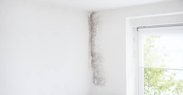 Best Residential Mold Inspection & Testing  in Black Forest, CO