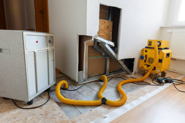 Biohazard Mold Removal in Black Forest, CO