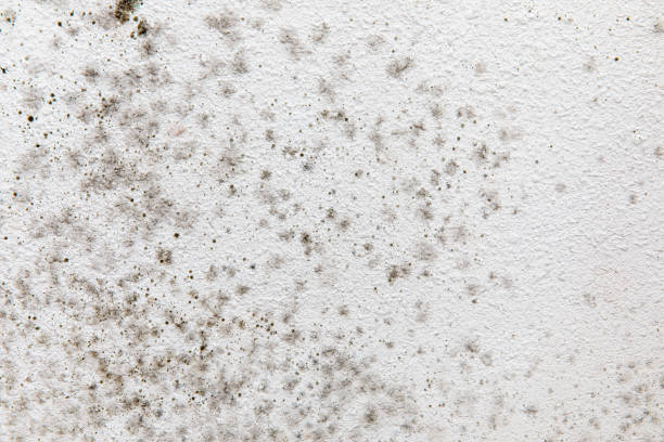 Best Comprehensive Air Testing for Mold Contaminants  in Black Forest, CO